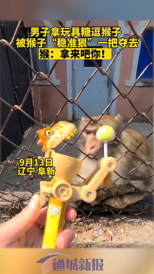 9月13日遼寧,男子拿玩具糖逗猴子,被猴子 穩準狠 一把奪去 猴 拿來吧你